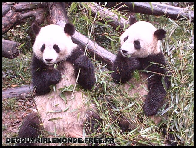 Chine/images/12 Chine Chengdu Panda IMAG0009	