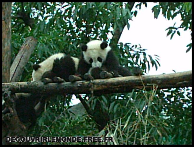 Chine/images/12 Chine Chengdu Panda IMAG0016	