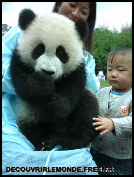 Chine/images/12 Chine Chengdu Panda IMAG0029	