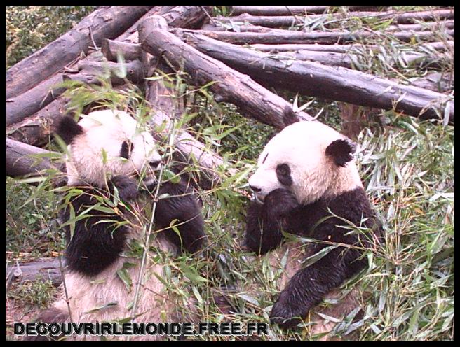 Chine Panda/images/IMAG0006	