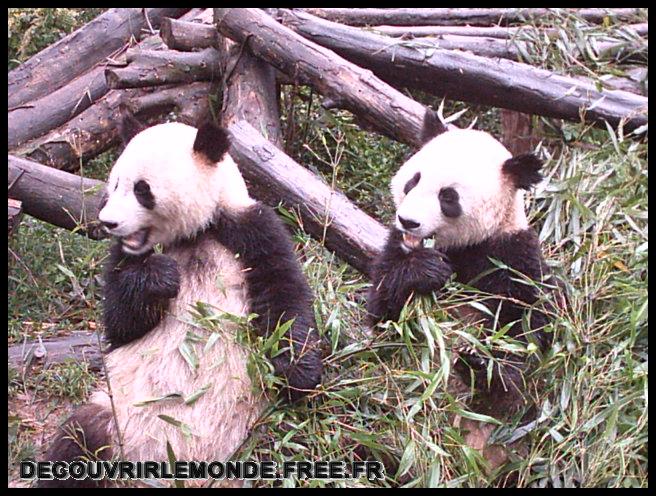 Chine Panda/images/IMAG0008	