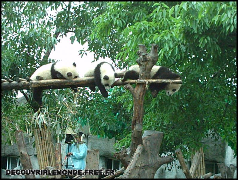 Chine Panda/images/IMAG0014	