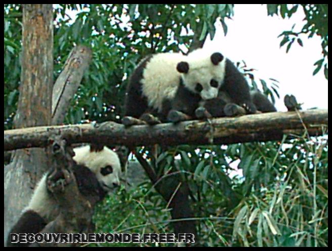 Chine Panda/images/IMAG0017	