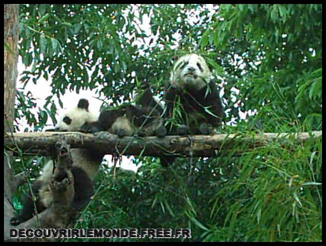 Chine Panda/images/IMAG0019	
