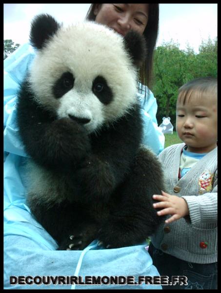 Chine Panda/images/IMAG0029	