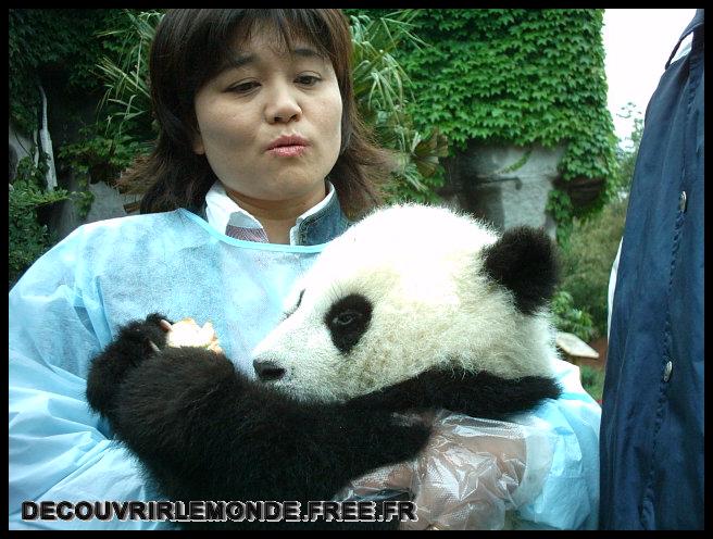 Chine Panda/images/IMAG0032	