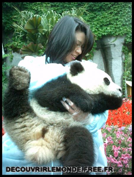 Chine Panda/images/IMAG0033	