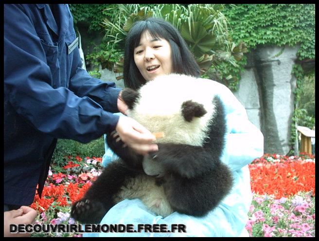 Chine Panda/images/IMAG0041	