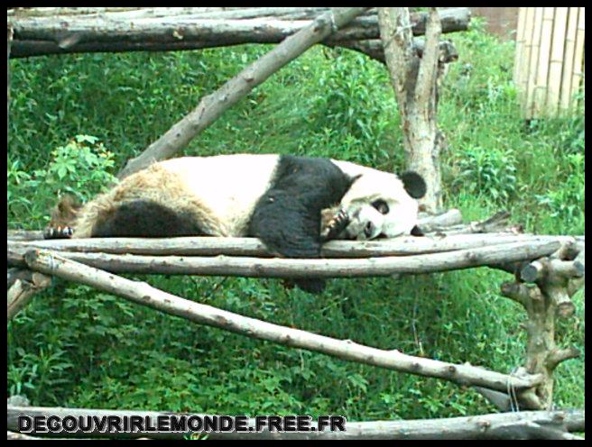 Chine Panda/images/IMAG0048	