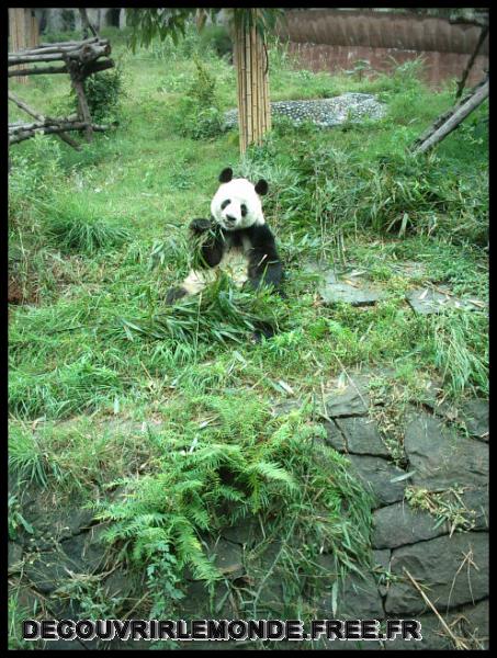 Chine Panda/images/IMAG0071	