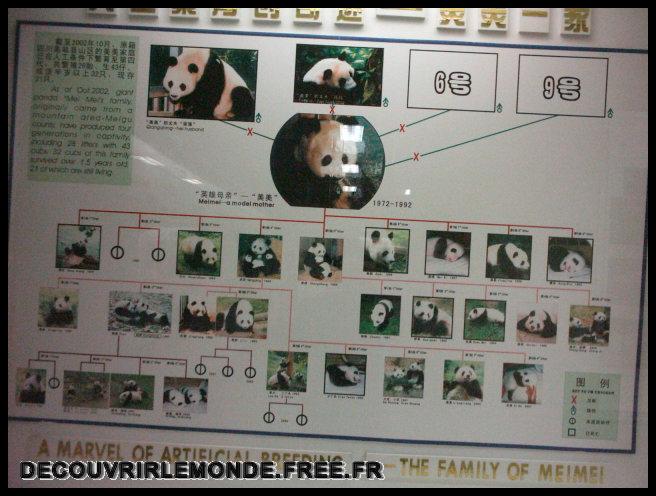 Chine Panda/images/IMAG0079	