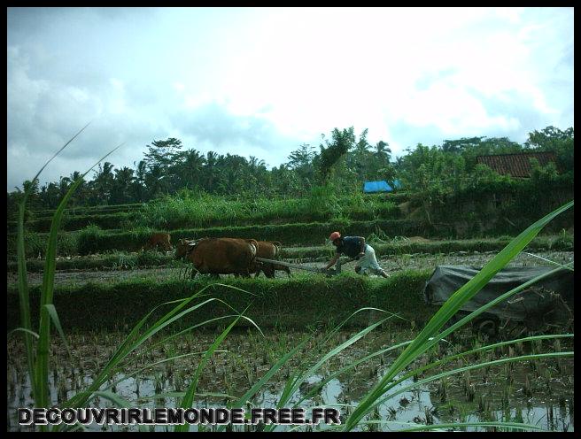 Indonesie/images/Indonesie Bali 2 02 Indonesie Bali Ubud Jour 2 Bedugul IMAG0841	