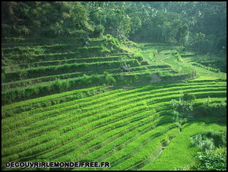 Indonesie/images/Indonesie Bali 2 05 Indonesie Vers Sanur IMAG1050	