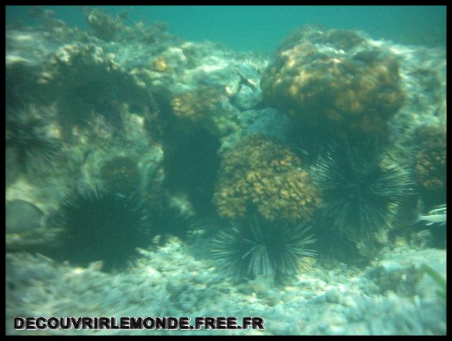 Indonesie/images/Indonesie Gili Lombok 02 Indonesie Gili Snorkeling IMAG0102	