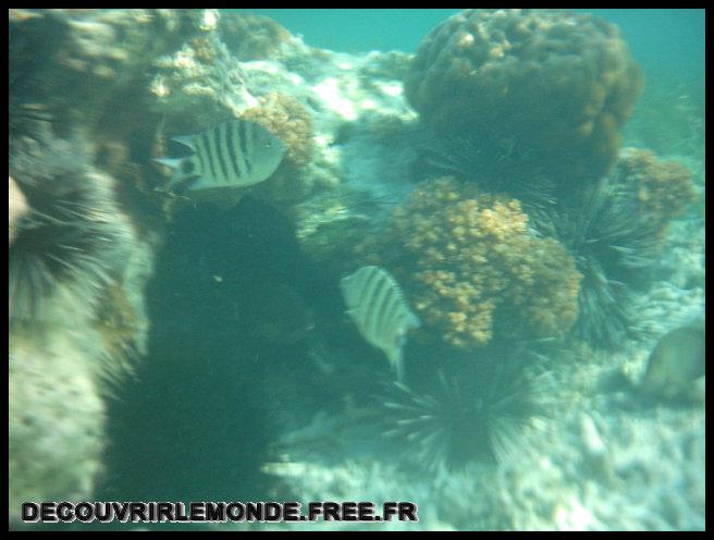 Indonesie/images/Indonesie Gili Lombok 02 Indonesie Gili Snorkeling IMAG0116	