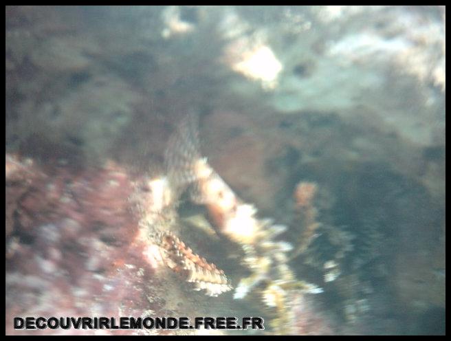 Indonesie/images/Indonesie Gili Lombok 02 Indonesie Gili Snorkeling IMAG0130	