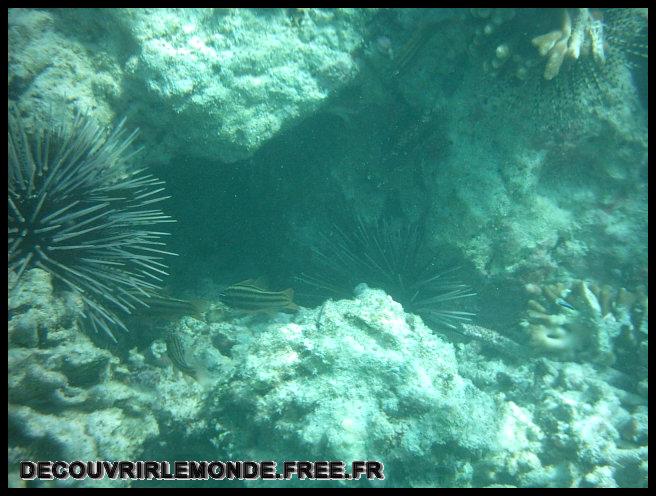 Indonesie/images/Indonesie Gili Lombok 02 Indonesie Gili Snorkeling IMAG0193	