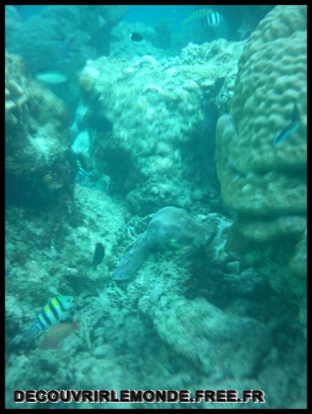 Indonesie/images/Indonesie Gili Lombok 02 Indonesie Gili Snorkeling IMAG0410	