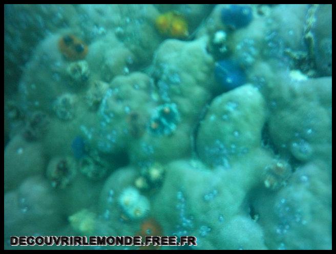 Indonesie/images/Indonesie Gili Lombok 02 Indonesie Gili Snorkeling IMAG0431	