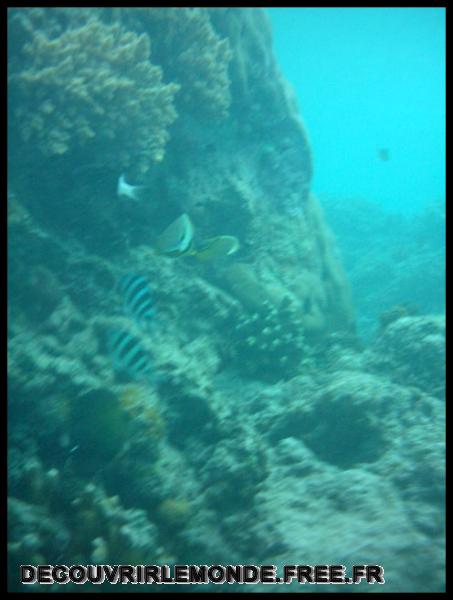 Indonesie/images/Indonesie Gili Lombok 02 Indonesie Gili Snorkeling IMAG0458	