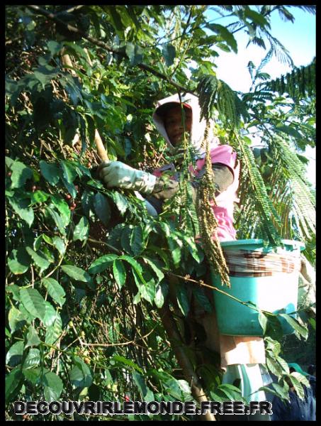 Indonesie/images/Indonesie Java 18 Indonesie Plantation Ijen IMAG0174	