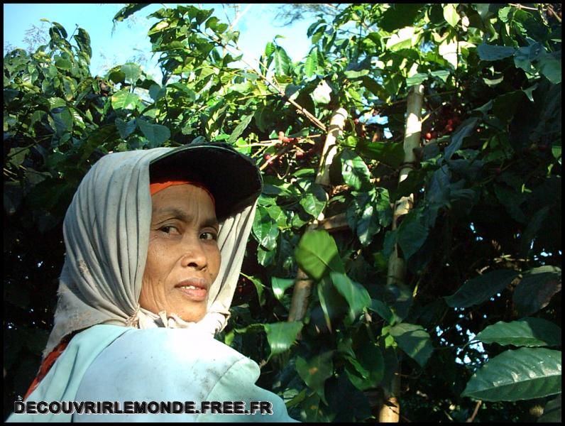 Indonesie/images/Indonesie Java 18 Indonesie Plantation Ijen IMAG0180	