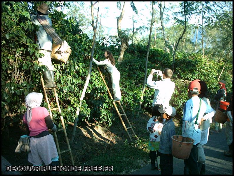 Indonesie/images/Indonesie Java 18 Indonesie Plantation Ijen IMAG0181	