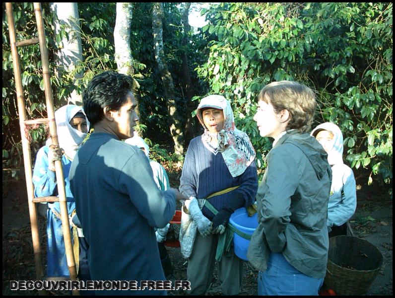 Indonesie/images/Indonesie Java 18 Indonesie Plantation Ijen IMAG0183	