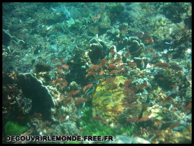Indonesie/images/Indonesie Solor Alor Timor 05 Indonesie Alor Kecil Alor Besar IMAG0332	