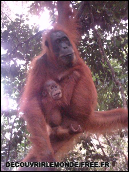 Indonesie/images/Indonesie Sumatra 02 Indonesia Bukit Lawang Trek IMAG0197	