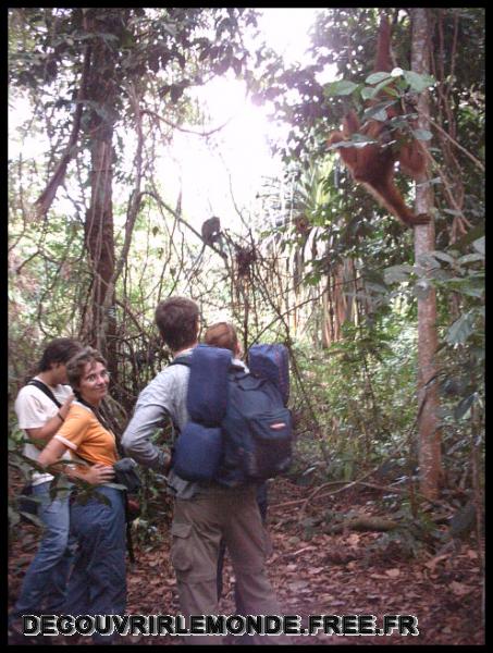 Indonesie/images/Indonesie Sumatra 02 Indonesia Bukit Lawang Trek IMAG0200	