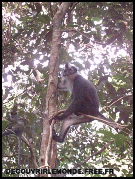 Indonesie/images/Indonesie Sumatra 02 Indonesia Bukit Lawang Trek IMAG0207	