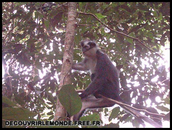 Indonesie/images/Indonesie Sumatra 02 Indonesia Bukit Lawang Trek IMAG0209	