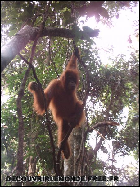 Indonesie/images/Indonesie Sumatra 02 Indonesia Bukit Lawang Trek IMAG0217	