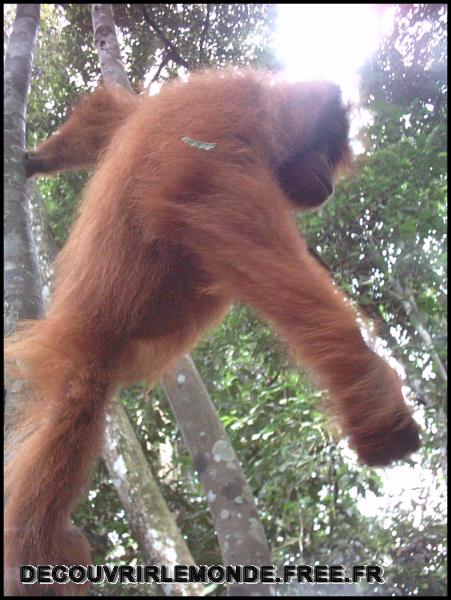 Indonesie/images/Indonesie Sumatra 02 Indonesia Bukit Lawang Trek IMAG0220	