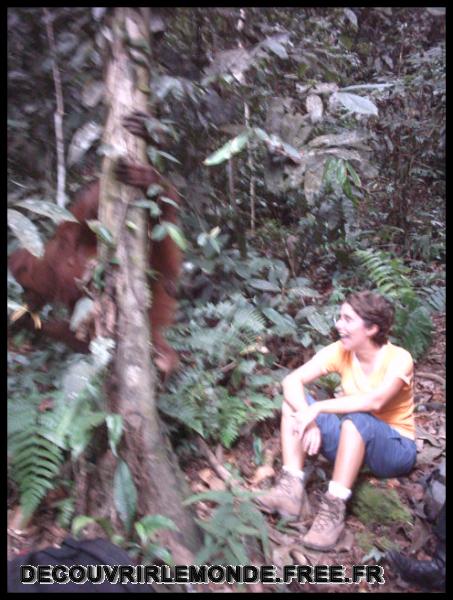 Indonesie/images/Indonesie Sumatra 02 Indonesia Bukit Lawang Trek IMAG0240	