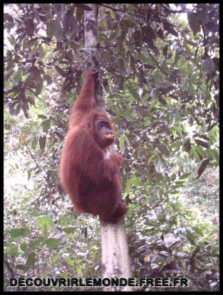 Indonesie/images/Indonesie Sumatra 02 Indonesia Bukit Lawang Trek IMAG0241	