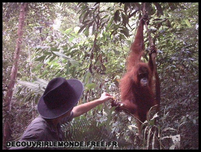 Indonesie/images/Indonesie Sumatra 02 Indonesia Bukit Lawang Trek IMAG0243	