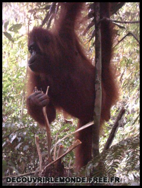 Indonesie/images/Indonesie Sumatra 02 Indonesia Bukit Lawang Trek IMAG0249	