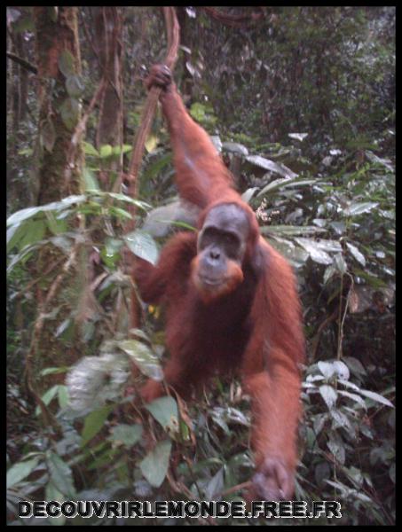 Indonesie/images/Indonesie Sumatra 02 Indonesia Bukit Lawang Trek IMAG0272	