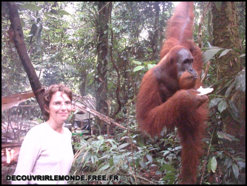 Indonesie/images/Indonesie Sumatra 02 Indonesia Bukit Lawang Trek IMAG0279	