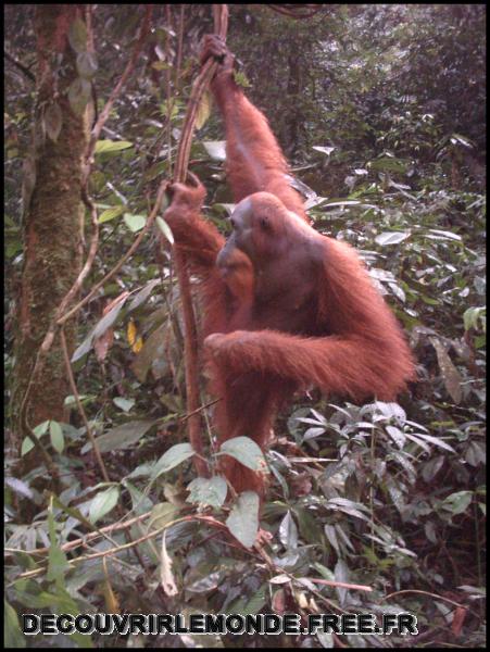 Indonesie/images/Indonesie Sumatra 02 Indonesia Bukit Lawang Trek IMAG0281	