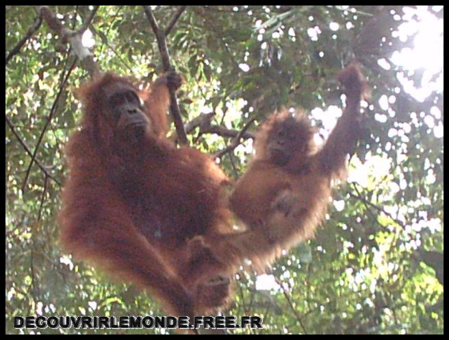 Indonesie/images/Indonesie Sumatra 02 Indonesia Bukit Lawang Trek IMAG0297	