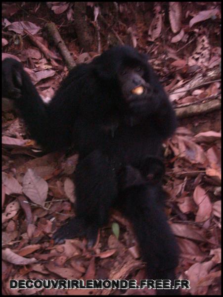Indonesie/images/Indonesie Sumatra 02 Indonesia Bukit Lawang Trek IMAG0309	