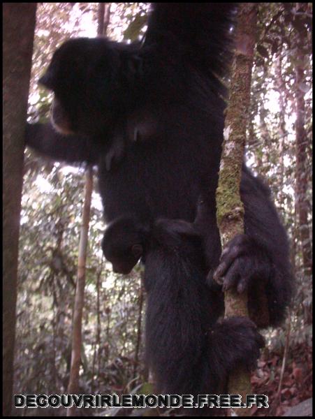 Indonesie/images/Indonesie Sumatra 02 Indonesia Bukit Lawang Trek IMAG0310	