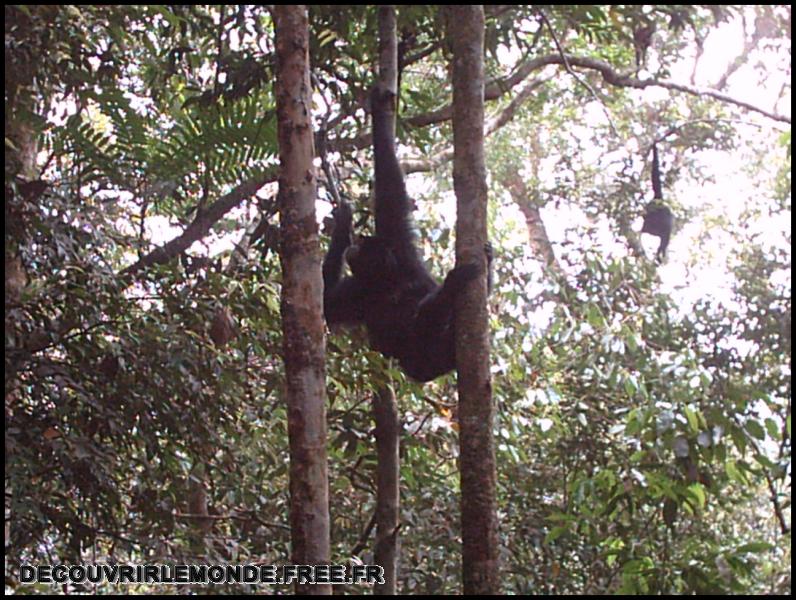 Indonesie/images/Indonesie Sumatra 02 Indonesia Bukit Lawang Trek IMAG0319	