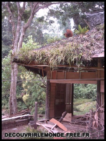 Indonesie/images/Indonesie Sumatra 02 Indonesia Bukit Lawang Trek IMAG0330	