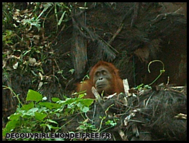 Indonesie/images/Indonesie Sumatra 02 Indonesia Bukit Lawang Trek IMAG0335	