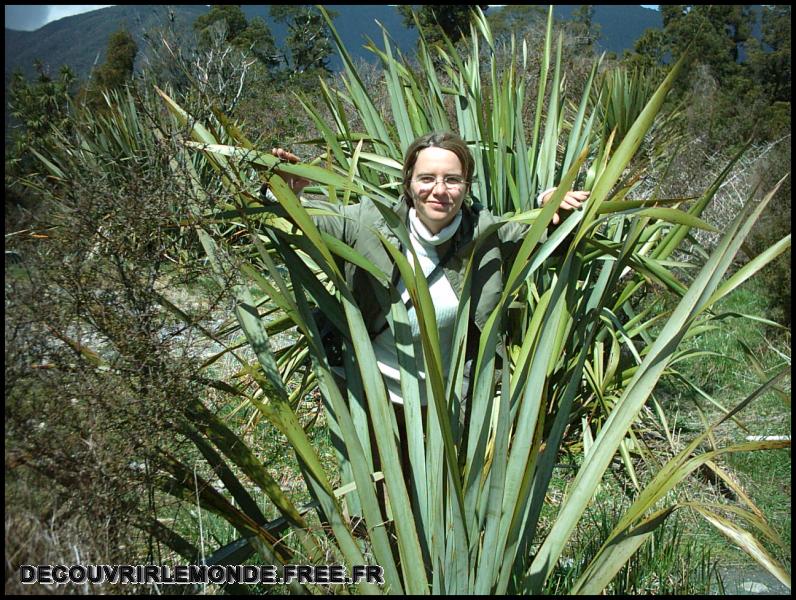 Nouvelle Zelande/images/05 New Zealand Haast Pass IMAG3331	