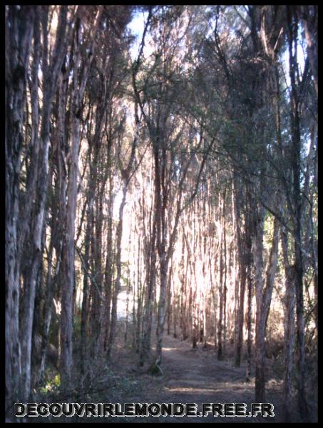 Nouvelle Zelande/images/18 New Zealand Catlins IMAG3638	